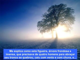 Me explica como esta figueira, árvore frondosa e imensa, que precisava de quatro homens para abraçar seu tronco se quebrou, caiu com vento e com chuva, e... 