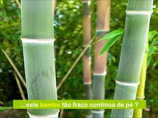 ...este  bambu  tão fraco continua de pé ? 