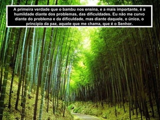 A primeira verdade que o bambu nos ensina, e a mais importante, é a humildade diante dos problemas, das dificuldades. Eu não me curvo diante do problema e da dificuldade, mas diante daquele, o único, o princípio da paz, aquele que me chama, que é o Senhor. 