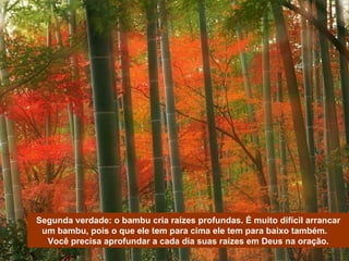 Segunda verdade: o bambu cria raízes profundas. É muito difícil arrancar um bambu, pois o que ele tem para cima ele tem para baixo também.  Você precisa aprofundar a cada dia suas raízes em Deus na oração. 