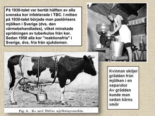 På 1930-talet var bortåt hälften av alla
svenska kor infekterade i TBC. I mitten
på 1930-talet började man pastörisera
mjölken i Sverige (dvs. den
värmebehandlades), vilket minskade
spridningen av tuberkulos från kor.
Sedan 1958 alla kor "reaktionsfria" i
Sverige, dvs. fria från sjukdomen.
 