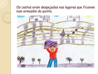 Os cestos eram despejados nos lagares que ficavam num armazém da quinta.