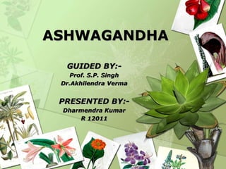 ASHWAGANDHA
GUIDED BY:-
Prof. S.P. Singh
Dr.Akhilendra Verma
PRESENTED BY:-
Dharmendra Kumar
R 12011
 