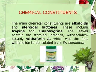 CHEMICAL CONSTITUENTS
The main chemical constituents are alkaloids
and steroidal lactones. These include
tropine and cuscohygrine. The leaves
contain the steroidal lactones, withanolides,
notably withaferin A, which was the first
withanolide to be isolated from W. somnifera.
 