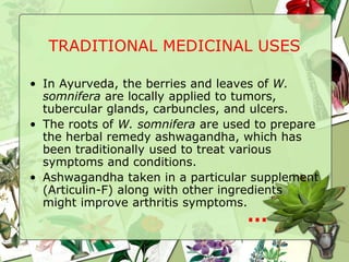 TRADITIONAL MEDICINAL USES
• In Ayurveda, the berries and leaves of W.
somnifera are locally applied to tumors,
tubercular glands, carbuncles, and ulcers.
• The roots of W. somnifera are used to prepare
the herbal remedy ashwagandha, which has
been traditionally used to treat various
symptoms and conditions.
• Ashwagandha taken in a particular supplement
(Articulin-F) along with other ingredients
might improve arthritis symptoms.
…
 