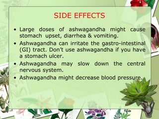 SIDE EFFECTS
• Large doses of ashwagandha might cause
stomach upset, diarrhea & vomiting.
• Ashwagandha can irritate the gastro-intestinal
(GI) tract. Don’t use ashwagandha if you have
a stomach ulcer.
• Ashwagandha may slow down the central
nervous system.
• Ashwagandha might decrease blood pressure.
 