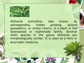 Withania somnifera, also known as
ashwagandha, Indian ginseng, poison
gooseberry, or winter cherry, is a plant in the
Solanaceae or nightshade family. Several
other species in the genus Withania are
morphologically similar. It is used as a herb in
Ayurvedic medicine.
 