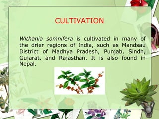 CULTIVATION
Withania somnifera is cultivated in many of
the drier regions of India, such as Mandsau
District of Madhya Pradesh, Punjab, Sindh,
Gujarat, and Rajasthan. It is also found in
Nepal.
 