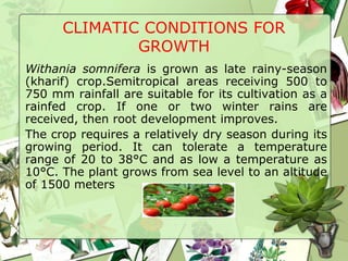 CLIMATIC CONDITIONS FOR
GROWTH
Withania somnifera is grown as late rainy-season
(kharif) crop.Semitropical areas receiving 500 to
750 mm rainfall are suitable for its cultivation as a
rainfed crop. If one or two winter rains are
received, then root development improves.
The crop requires a relatively dry season during its
growing period. It can tolerate a temperature
range of 20 to 38°C and as low a temperature as
10°C. The plant grows from sea level to an altitude
of 1500 meters
 
