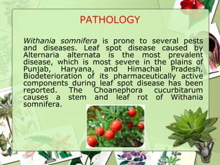 PATHOLOGY
Withania somnifera is prone to several pests
and diseases. Leaf spot disease caused by
Alternaria alternata is the most prevalent
disease, which is most severe in the plains of
Punjab, Haryana, and Himachal Pradesh.
Biodeterioration of its pharmaceutically active
components during leaf spot disease has been
reported. The Choanephora cucurbitarum
causes a stem and leaf rot of Withania
somnifera.
 