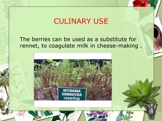 CULINARY USE
The berries can be used as a substitute for
rennet, to coagulate milk in cheese-making .
 