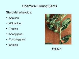 Chemical Constituents
Steroidal alkaloids:
• Anaferin
• Withanine
• Tropine
• Anahygrine
• Cuscohygrine
• Choline
Fig.32.4
 