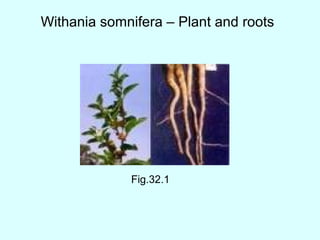 Withania somnifera – Plant and roots
Fig.32.1
 