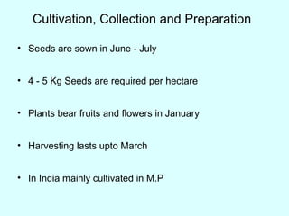 Cultivation, Collection and Preparation
• Seeds are sown in June - July
• 4 - 5 Kg Seeds are required per hectare
• Plants bear fruits and flowers in January
• Harvesting lasts upto March
• In India mainly cultivated in M.P
 
