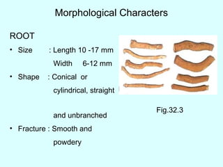 Morphological Characters
ROOT
• Size : Length 10 -17 mm
Width 6-12 mm
• Shape : Conical or
cylindrical, straight
and unbranched
• Fracture : Smooth and
powdery
Fig.32.3
 
