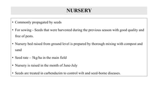 SEED RATE
• Broad casting method : 10 – 12 kg
• Also sown in line
• Sown at 1-3 cm deep and covered by light soil
• 25 cm ...