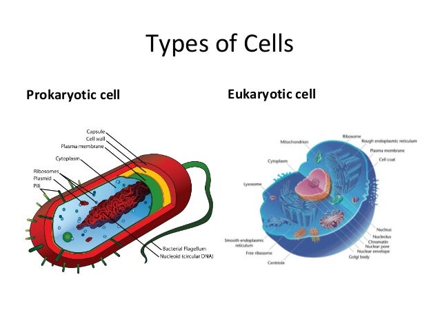Cell structure and organisation