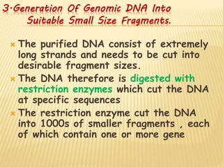 3.Generation Of Genomic DNA Into
Suitable Small Size Fragments.
 The purified DNA consist of extremely
long strands and needs to be cut into
desirable fragment sizes.
 The DNA therefore is digested with
restriction enzymes which cut the DNA
at specific sequences
 The restriction enzyme cut the DNA
into 1000s of smaller fragments , each
of which contain one or more gene
 