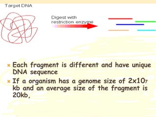  Each fragment is different and have unique
DNA sequence
 If a organism has a genome size of 2x107
kb and an average size of the fragment is
20kb,
 