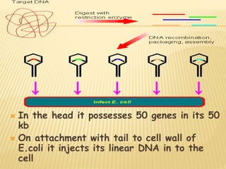  In the head it possesses 50 genes in its 50
kb
 On attachment with tail to cell wall of
E.coli it injects its linear DNA in to the
cell
 