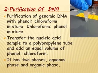 2.Purification Of DNA
 Purification of genomic DNA
with phenol: chloroform
mixture. Chloroform: phenol
mixture
 Transfer the nucleic acid
sample to a polypropylene tube
and add an equal volume of
phenol: chloroform.
 It has two phases, aqueous
phase and organic phase.
 