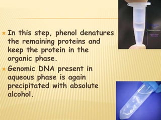  In this step, phenol denatures
the remaining proteins and
keep the protein in the
organic phase.
 Genomic DNA present in
aqueous phase is again
precipitated with absolute
alcohol.
 