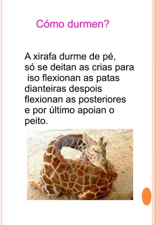 Cómo durmen?
A xirafa durme de pé,
só se deitan as crias para
iso flexionan as patas
dianteiras despois
flexionan as posteriores
e por último apoian o
peito.
 
