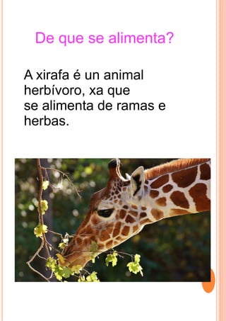 De que se alimenta?
A xirafa é un animal
herbívoro, xa que
se alimenta de ramas e
herbas.
 