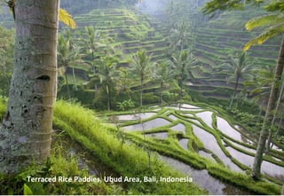 Terraced Rice Paddies, Ubud Area, Bali, Indonesia
 
