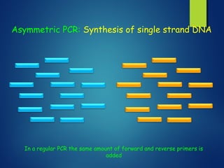 Asymmetric PCR: Synthesis of single strand DNA
In a regular PCR the same amount of forward and reverse primers is
added
 