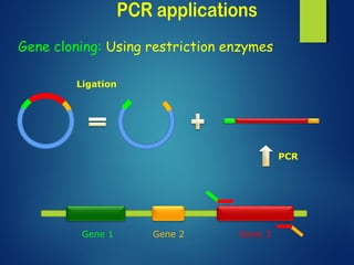 Gene cloning: Using restriction enzymes
Gene 1 Gene 2 Gene 3
PCR
Ligation
 