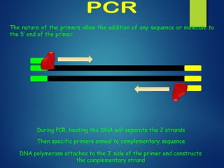 The nature of the primers allow the addition of any sequence or molecule to
the 5’ end of the primer.
During PCR, heating the DNA will separate the 2 strands
Then specific primers anneal to complementary sequence
DNA polymerase attaches to the 3’ side of the primer and constructs
the complementary strand
 