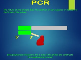The nature of the primers allow the addition of any sequence or molecule to
the 5’ end of the primer.
DNA polymerase attaches to the 3’ side of the primer and constructs
the complementary strand
 