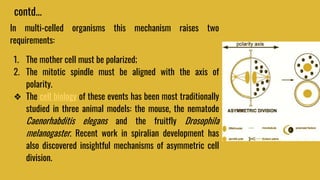 Asymmetric cell division. | PPTX
