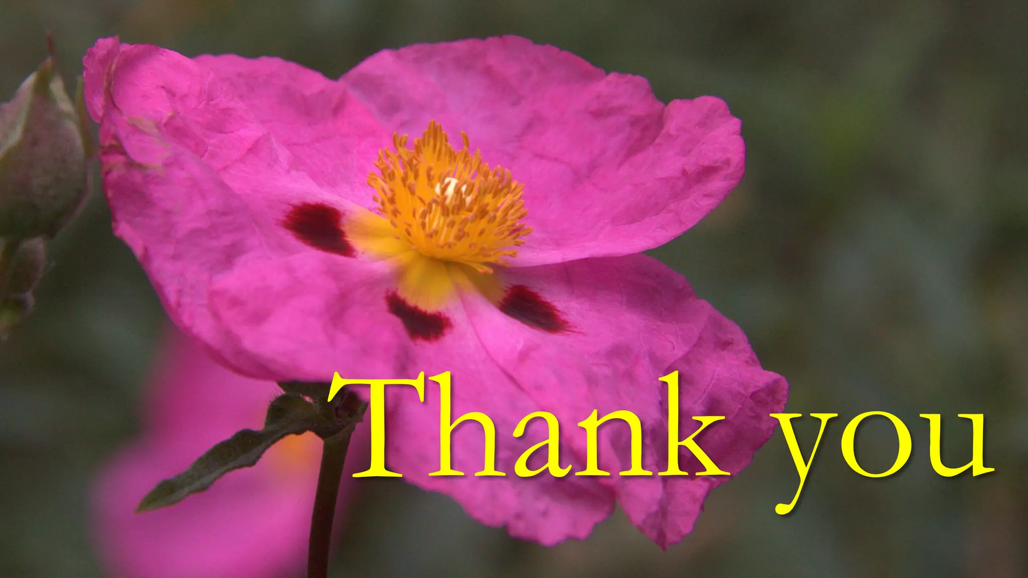 Thank you 