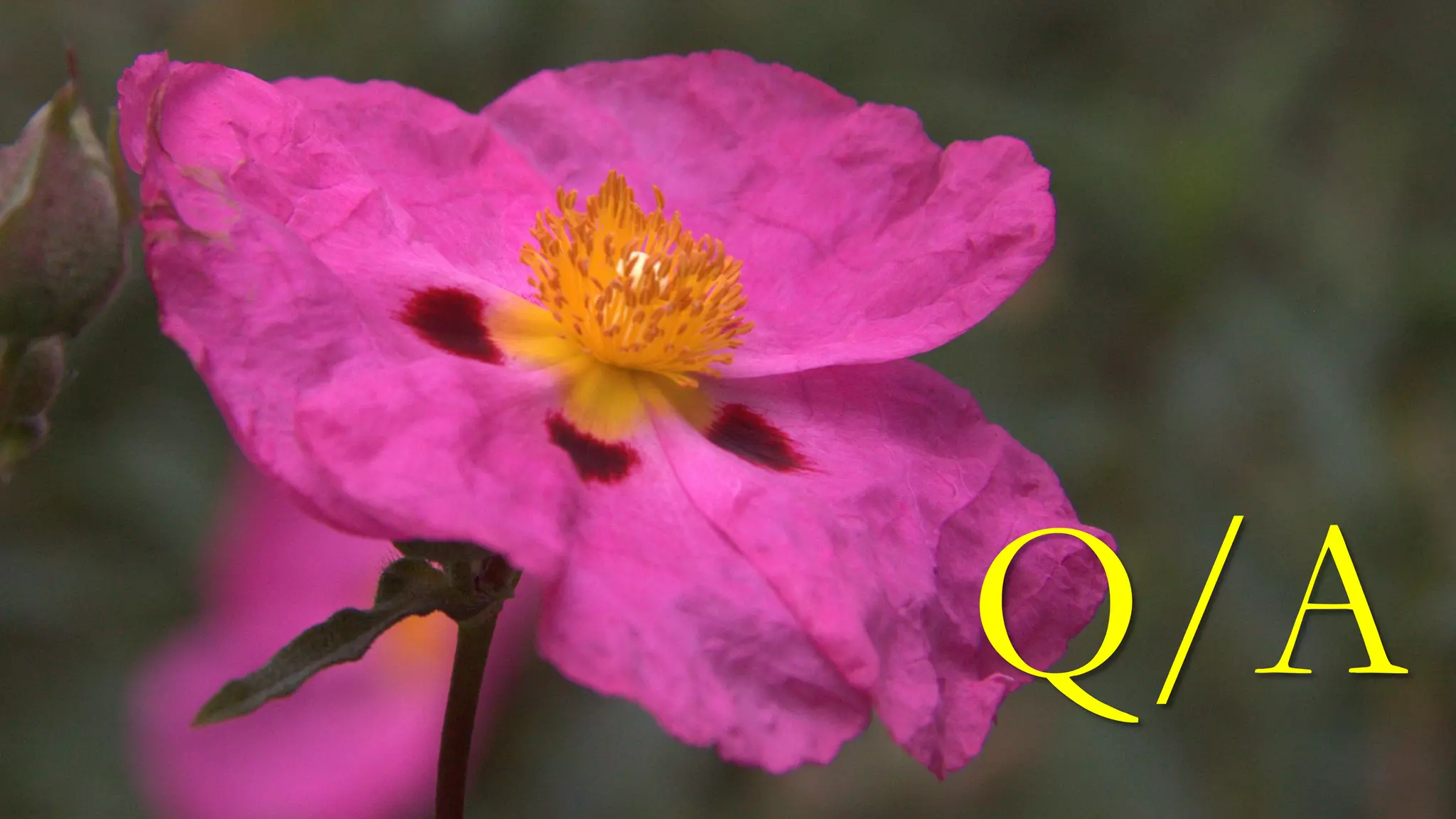 Q/A 