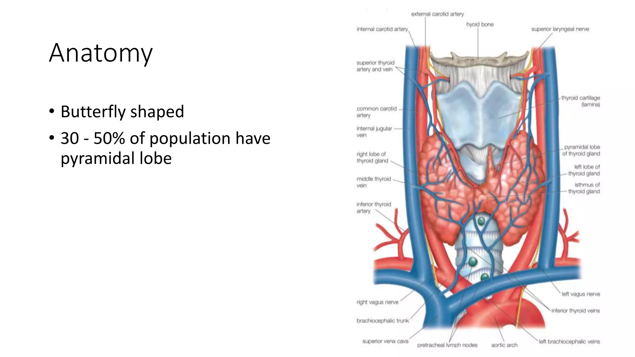 Anatomy
• Butterfly shaped
• 30 - 50% of population have
pyramidal lobe
 