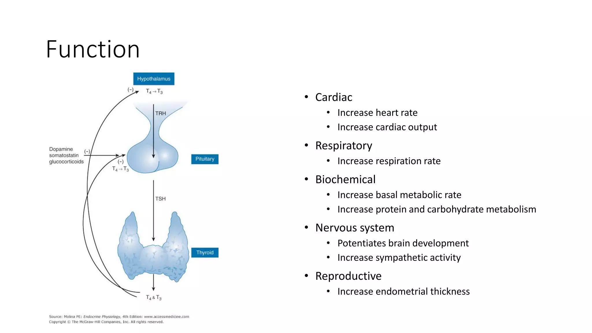 Function
• Cardiac
• Increase heart rate
• Increase cardiac output
• Respiratory
• Increase respiration rate
• Biochemical
• Increase basal metabolic rate
• Increase protein and carbohydrate metabolism
• Nervous system
• Potentiates brain development
• Increase sympathetic activity
• Reproductive
• Increase endometrial thickness
 