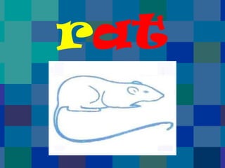 rat