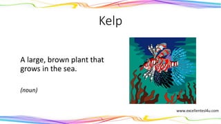 Kelp
A large, brown plant that
grows in the sea.
(noun)
 