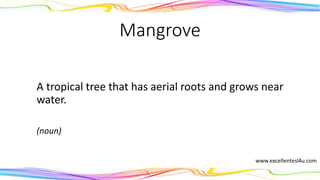 Mangrove
A tropical tree that has aerial roots and grows near
water.
(noun)
 