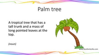 Palm tree
A tropical tree that has a
tall trunk and a mass of
long pointed leaves at the
top.
(noun)
 