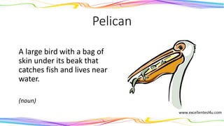 Pelican
A large bird with a bag of
skin under its beak that
catches fish and lives near
water.
(noun)
 