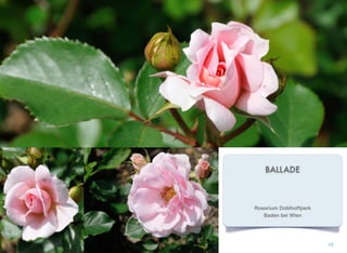 BALLADE
15
Rosarium Doblhoffpark
Baden bei Wien
 