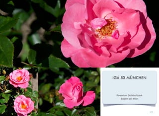 IGA 83 MÜNCHEN
21
Rosarium Doblhoffpark
Baden bei Wien
 