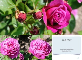 OLD PORT
27
Rosarium Doblhoffpark
Baden bei Wien
 