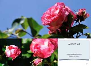 ANTIKE ’89
37
Rosarium Doblhoffpark
Baden bei Wien
 