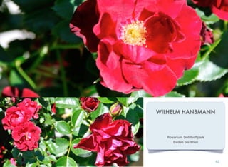 WILHELM HANSMANN
62
Rosarium Doblhoffpark
Baden bei Wien
 
