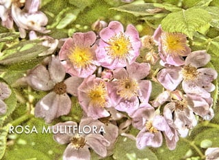 ROSA MULITFLORA
10
 