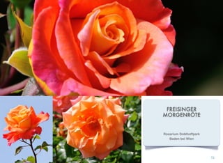 FREISINGER
MORGENRÖTE
73
Rosarium Doblhoffpark
Baden bei Wien
 